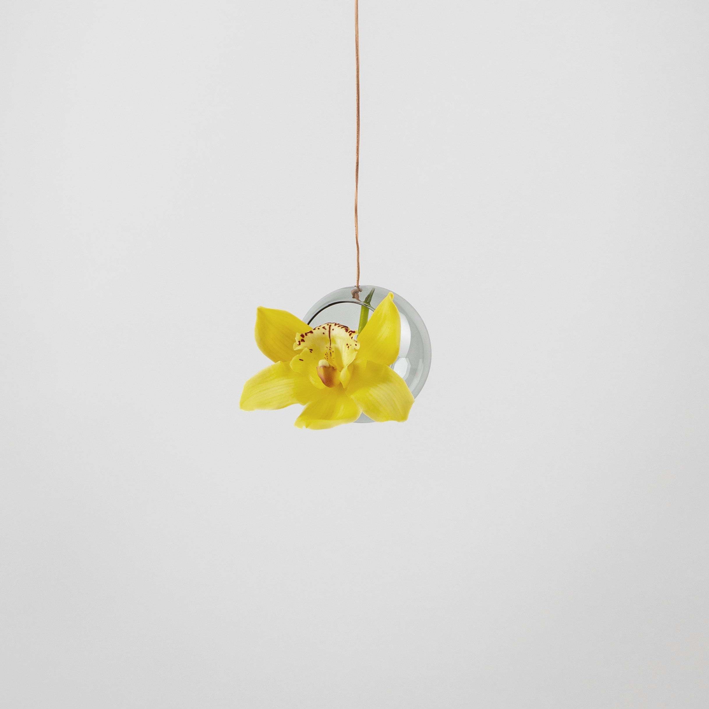 HANGINGPLANTBUBBLESMALLSMOKE8055Sprimary_6f478811-2eaf-4e5e-8873-5bf9ba2f13dd.jpg