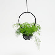 Atelier Hausmann | Blumenampel